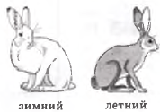 Сделайте описание зайца-беляка по следующему плану